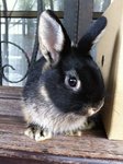 Muffin &amp; Mojo  - Netherland Dwarf + Holland Lop Rabbit