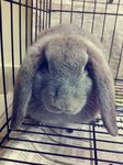 Muffin &amp; Mojo  - Netherland Dwarf + Holland Lop Rabbit