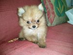 PF45687 - Pomeranian Dog