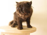 Black - Persian Cat