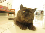 Black - Persian Cat