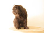 Black - Persian Cat