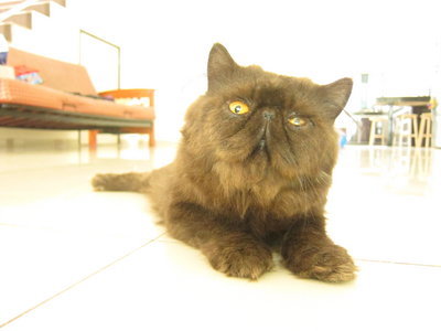 Black - Persian Cat