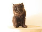 Black - Persian Cat