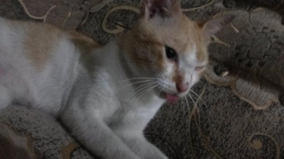 Meyh - Domestic Short Hair Cat