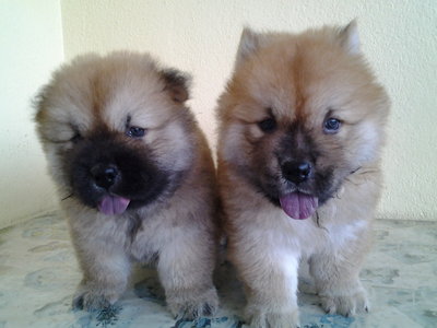 Chowchow Puppy  - Chow Chow Dog