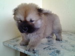 Chowchow Puppy  - Chow Chow Dog