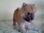 Chowchow Puppy  - Chow Chow Dog