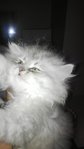 Merlin - Persian Cat