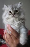 Merlin - Persian Cat