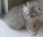 Merlin - Persian Cat