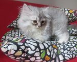 Merlin - Persian Cat