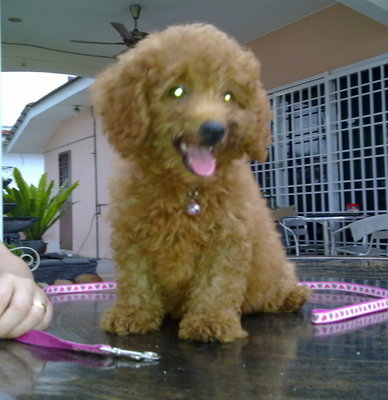 PF45695 - Poodle Dog