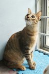 X (Adopted) Mayki - Jerry - Domestic Short Hair Cat