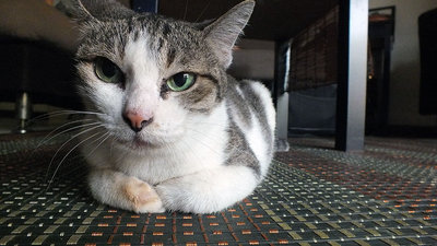 Jessy - Domestic Short Hair Cat