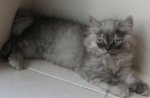 Luna - Persian Cat