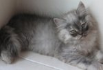 Luna - Persian Cat