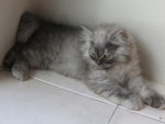 Luna - Persian Cat