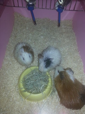 Liitle Piggy, Piggy And Fluffy - Guinea Pig Small & Furry