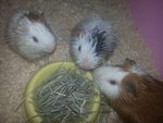 Liitle Piggy, Piggy And Fluffy - Guinea Pig Small & Furry