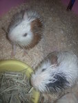 Liitle Piggy, Piggy And Fluffy - Guinea Pig Small & Furry