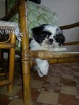 Adorable Shih Tzu Puppy - Shih Tzu Dog