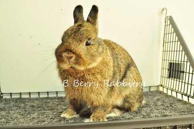 Netherland Dwarf - Chestnut 30 - Netherland Dwarf Rabbit