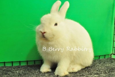 Netherland Dwarf - Bew 30 - Netherland Dwarf Rabbit