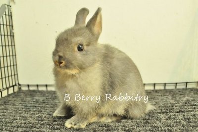 Netherland Dwarf - Blue Otter 306 - Netherland Dwarf Rabbit