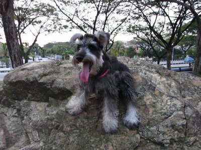 Goppy - Schnauzer Dog