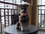 Goppy - Schnauzer Dog