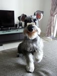 Goppy - Schnauzer Dog