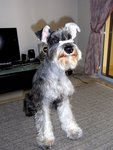 Goppy - Schnauzer Dog