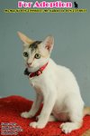 X Mayki - Huey (♀) - Domestic Short Hair Cat