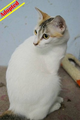 X Mayki - Huey (♀) - Domestic Short Hair Cat