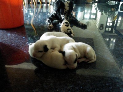 Puppies Born On 2 June 2013 - Dalmatian Dog