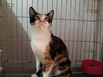 Calico (July 2013) - Domestic Short Hair Cat