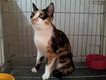 Calico (July 2013) - Domestic Short Hair Cat