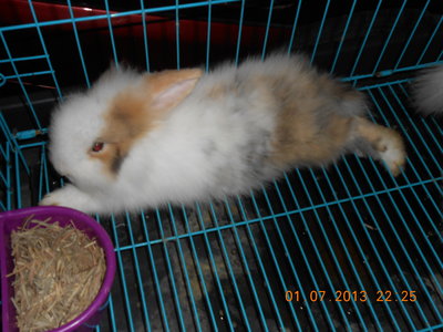 Mr. Big - American Fuzzy Lop Rabbit