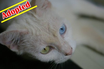 X (Adopted) Liang - Mimi  - Domestic Medium Hair Cat