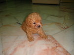 Red Toy Poodles - Poodle Dog