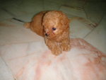 Red Toy Poodles - Poodle Dog