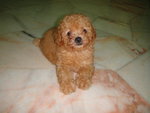 Red Toy Poodles - Poodle Dog