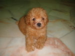 Red Toy Poodles - Poodle Dog