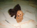 Red Toy Poodles - Poodle Dog