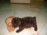 Red Toy Poodles - Poodle Dog