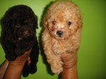 Red Toy Poodles - Poodle Dog