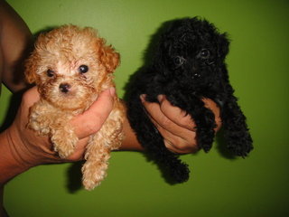 Red Toy Poodles - Poodle Dog