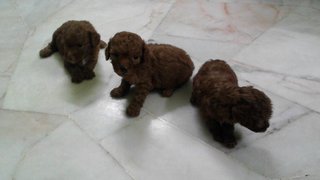 Red Toy Poodles - Poodle Dog