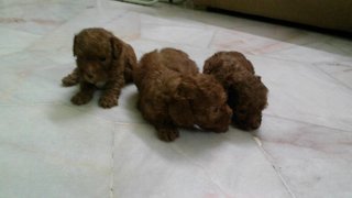 Red Toy Poodles - Poodle Dog